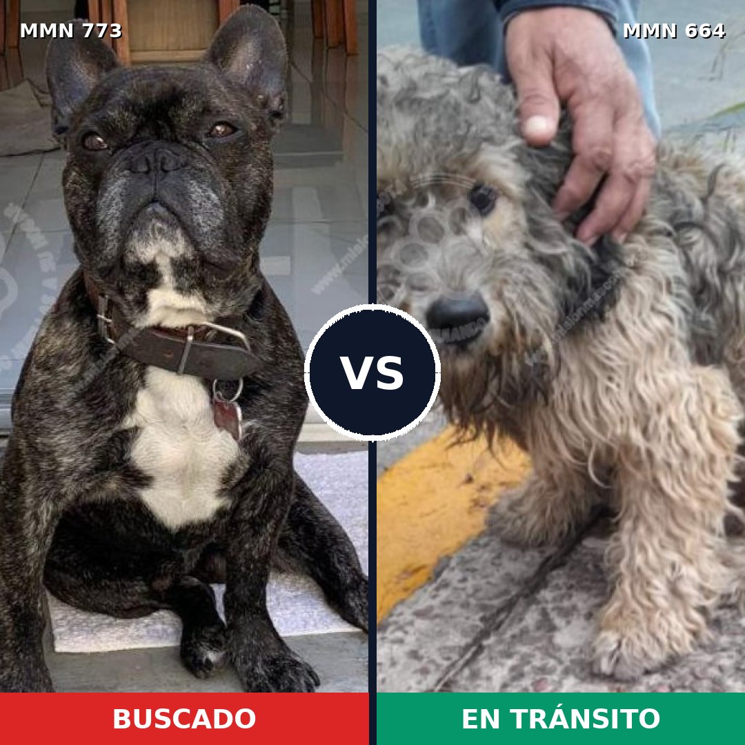 Comparativa MMS 12363: mascota perdida y mascota encontrada, 47% de similitud