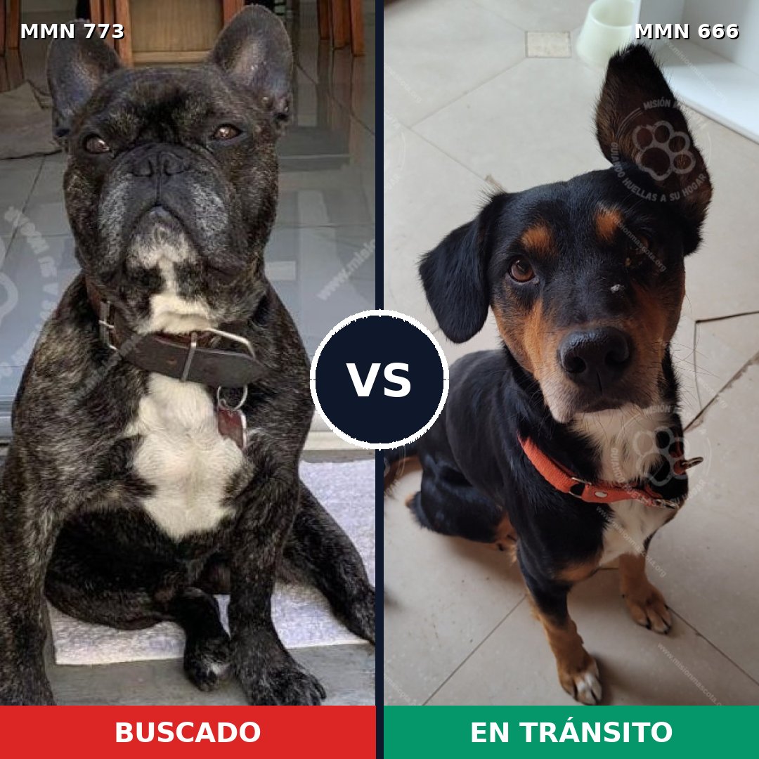 Comparativa MMS 12364: mascota perdida y mascota encontrada, 55% de similitud