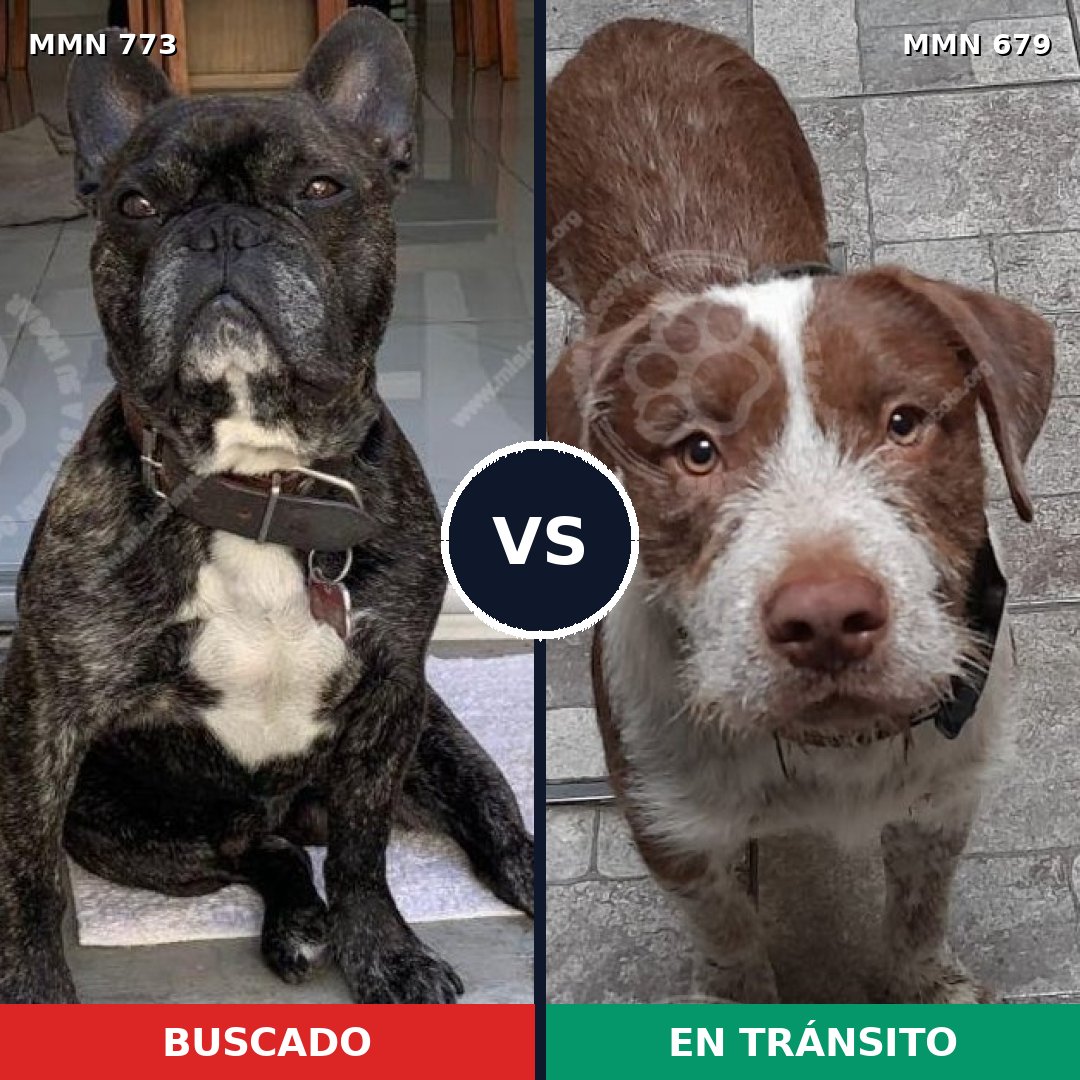 Comparativa MMS 12365: mascota perdida y mascota encontrada, 38% de similitud