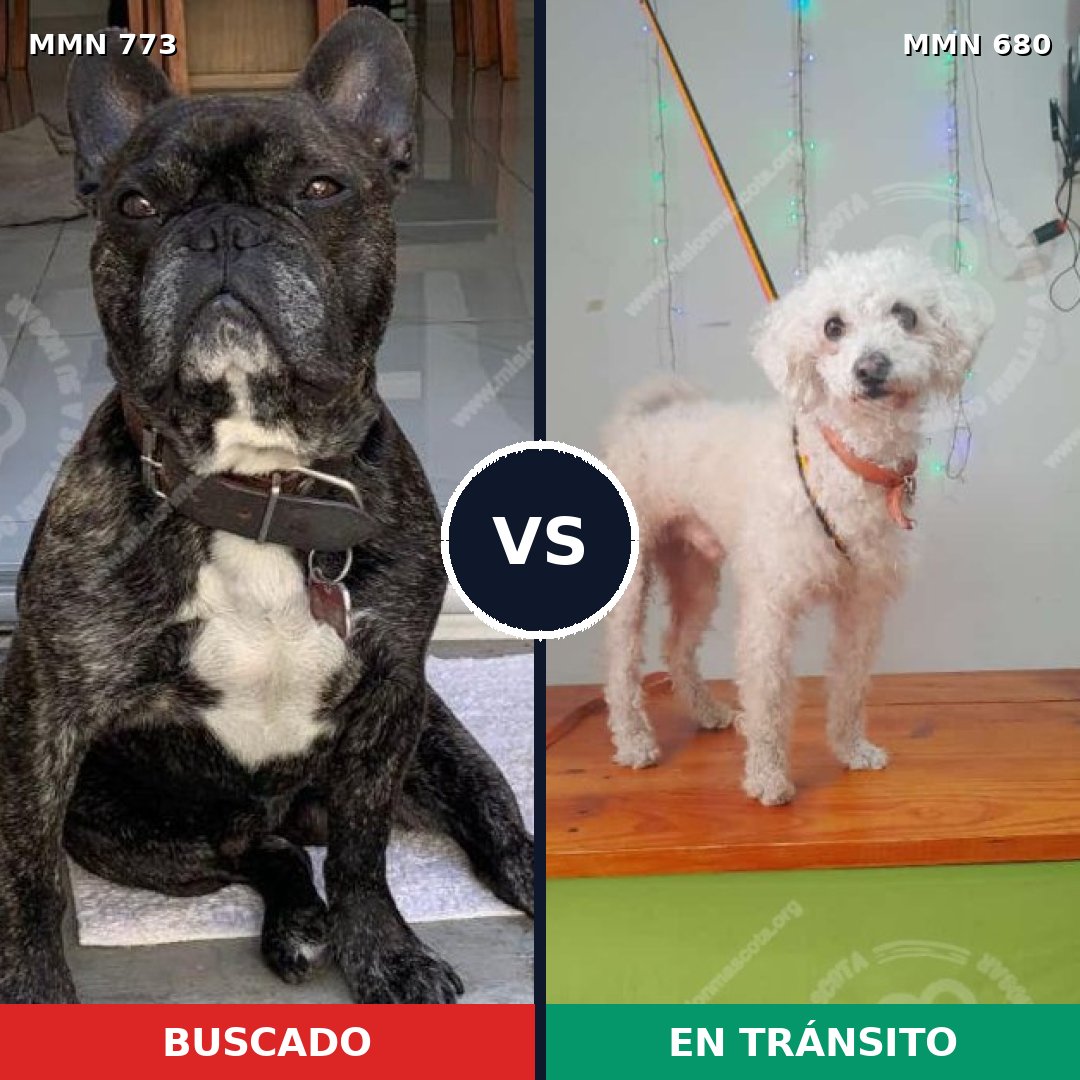 Comparativa MMS 12366: mascota perdida y mascota encontrada, 33% de similitud