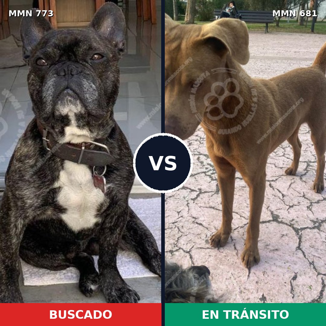 Comparativa MMS 12367: mascota perdida y mascota encontrada, 40% de similitud