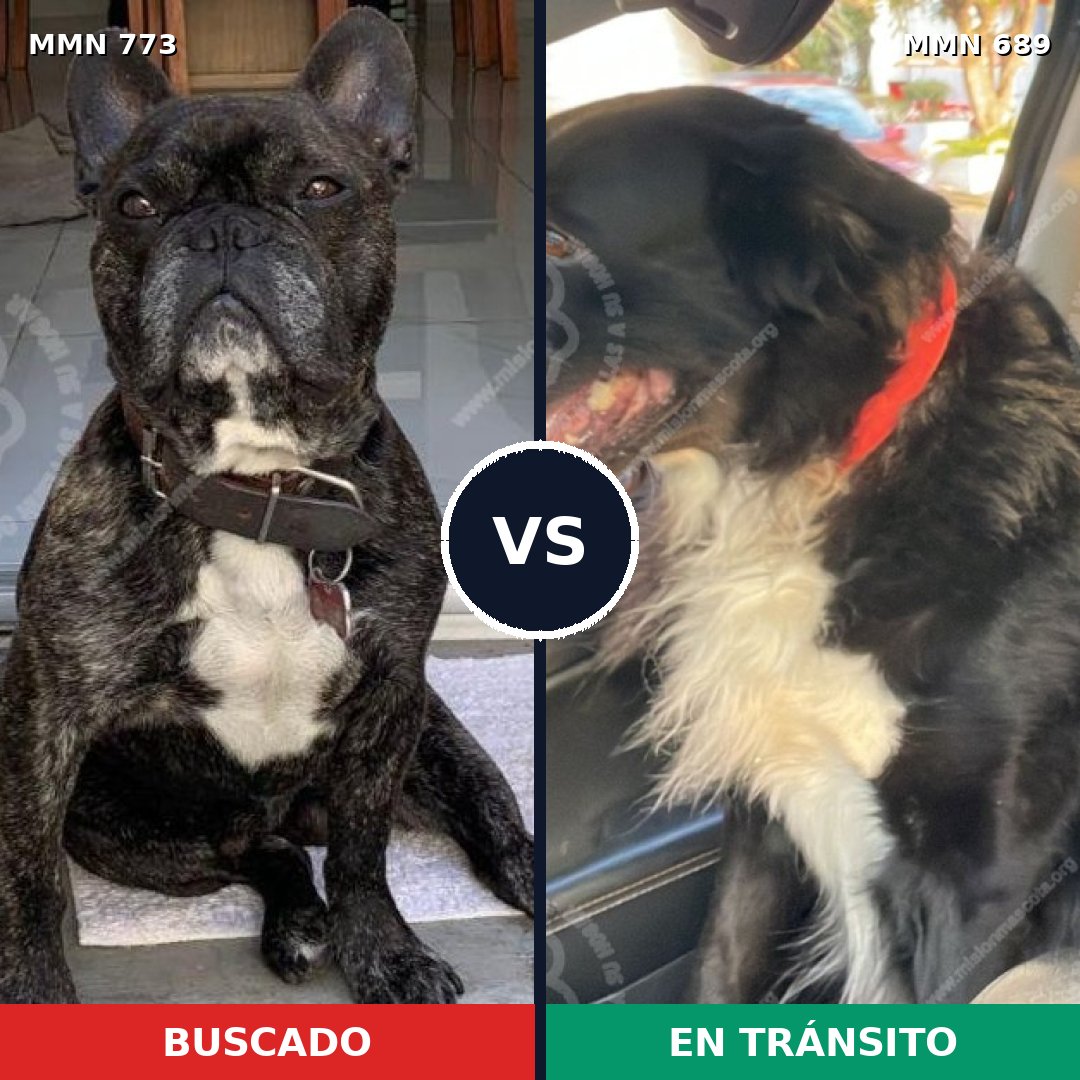 Comparativa MMS 12368: mascota perdida y mascota encontrada, 57% de similitud