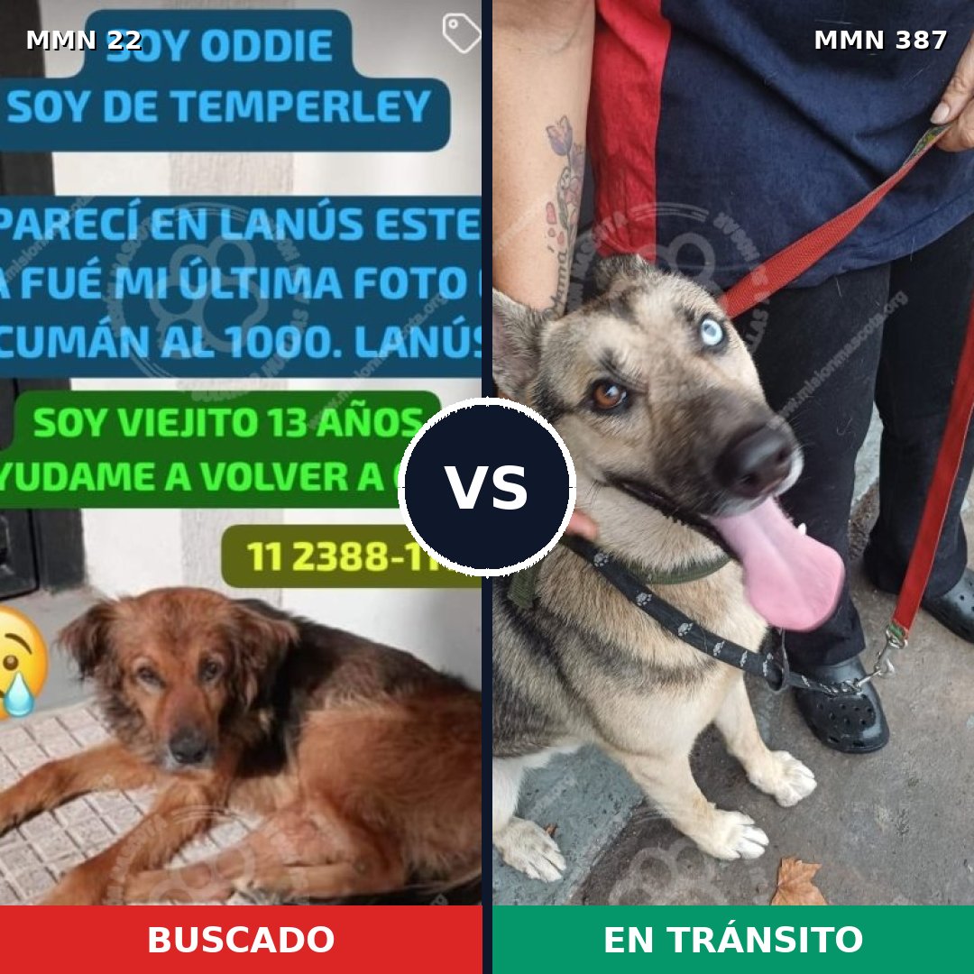 Comparativa MMS 1237: mascota perdida y mascota encontrada, 39% de similitud