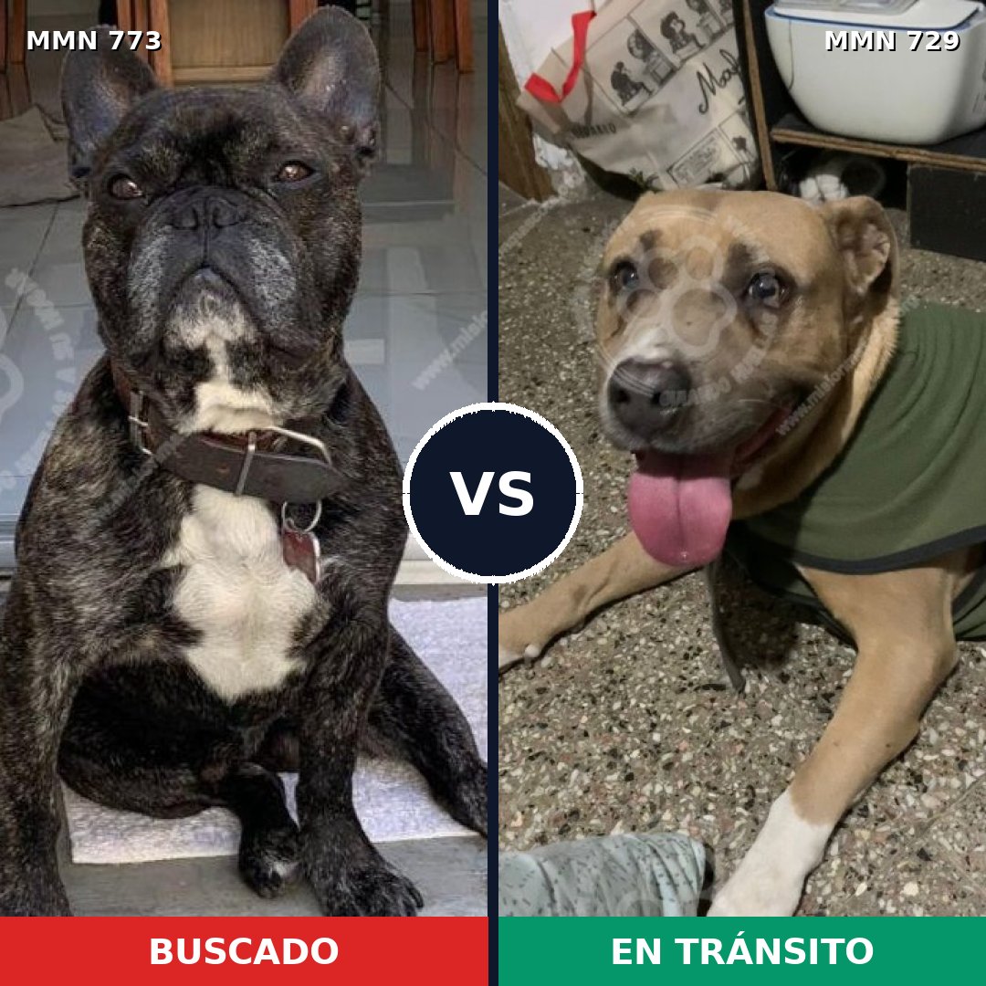 Comparativa MMS 12370: mascota perdida y mascota encontrada, 35% de similitud