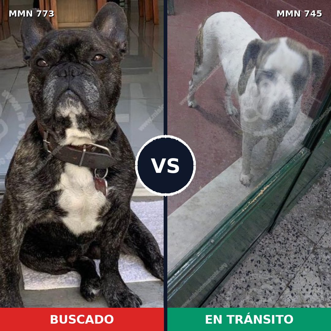 Comparativa MMS 12372: mascota perdida y mascota encontrada, 53% de similitud