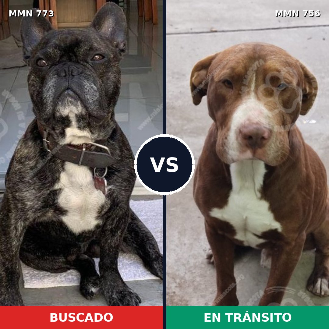 Comparativa MMS 12374: mascota perdida y mascota encontrada, 40% de similitud
