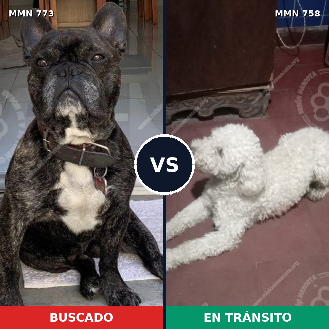 Comparativa MMS 12375: mascota perdida y mascota encontrada, 38% de similitud