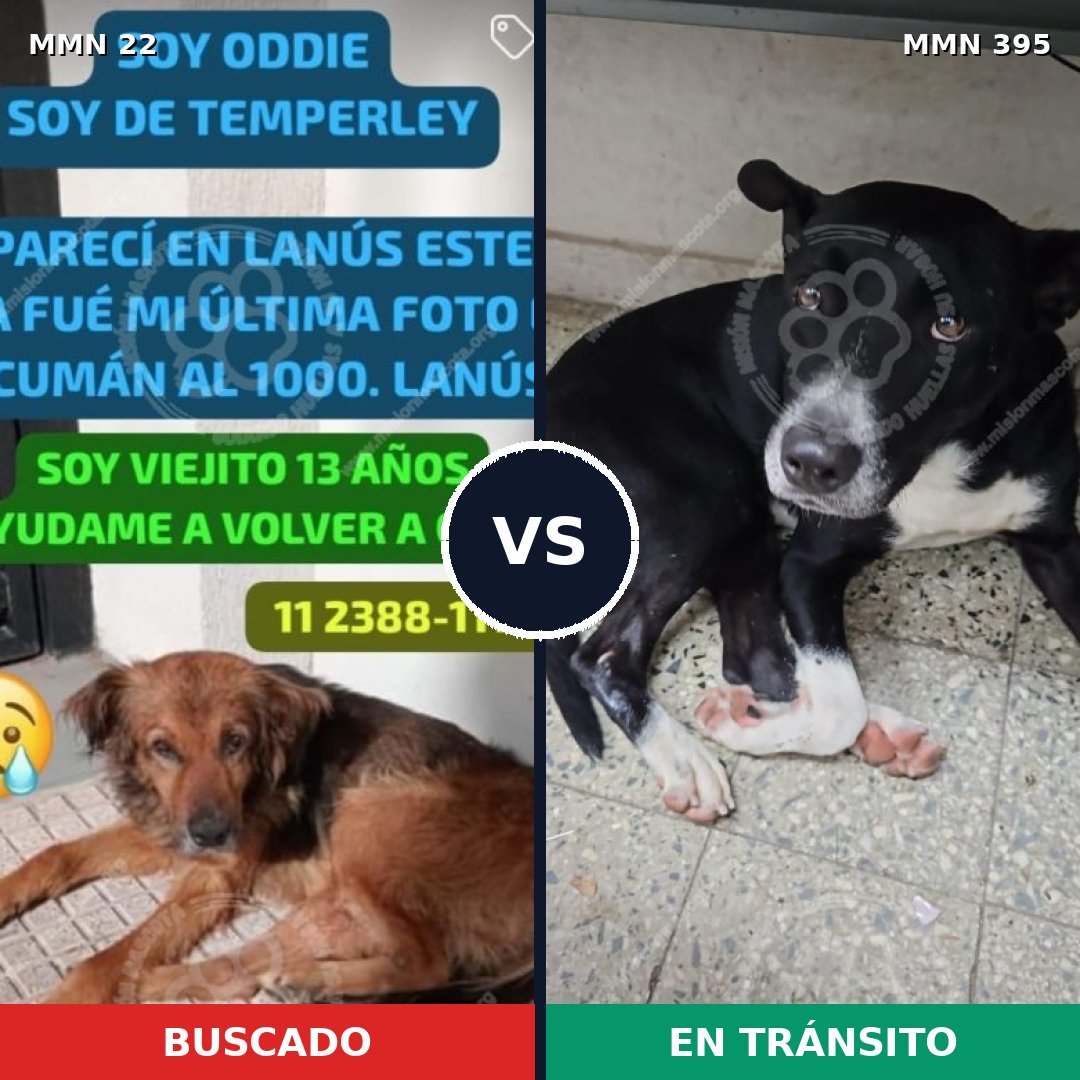 Comparativa MMS 1238: mascota perdida y mascota encontrada, 70% de similitud