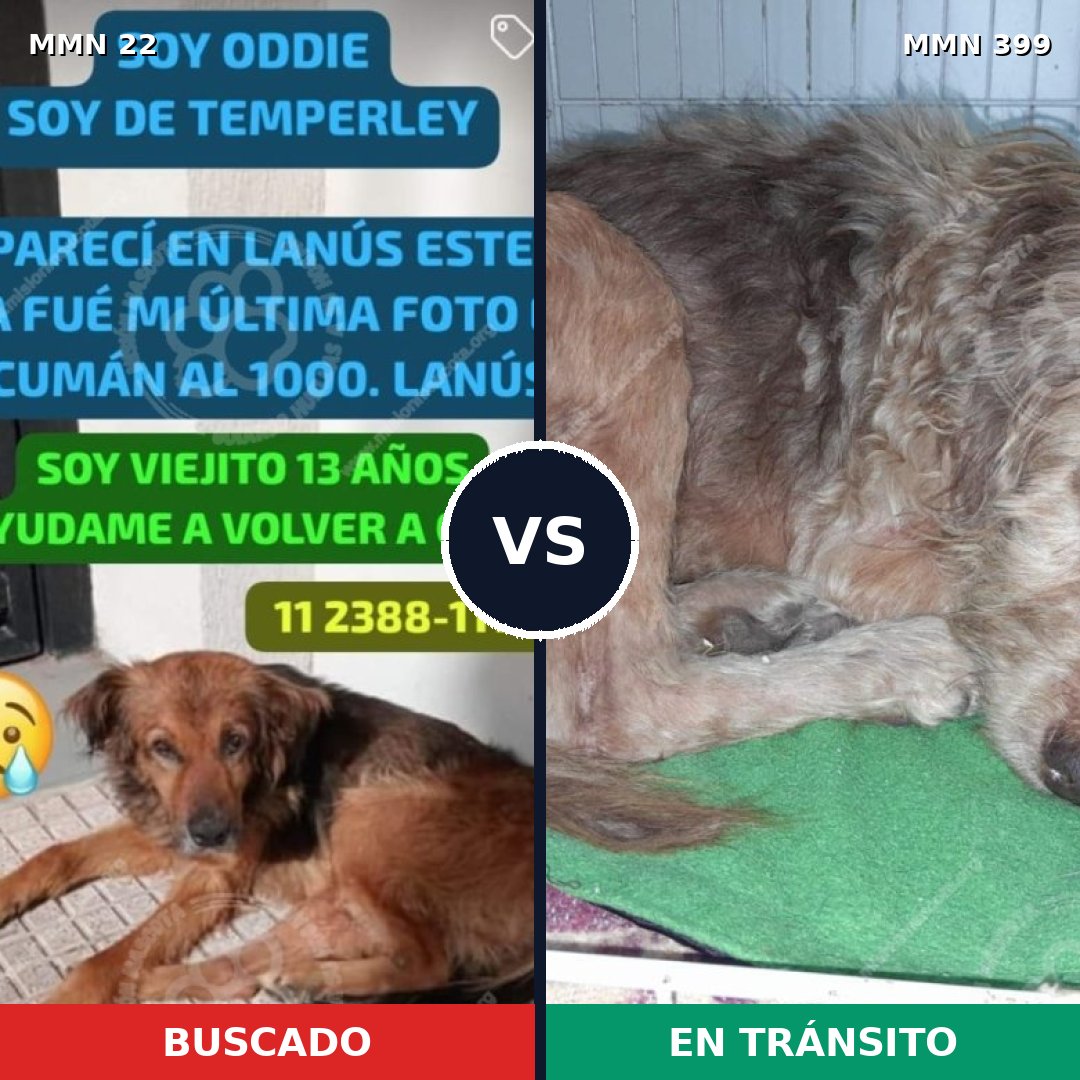 Comparativa MMS 1239: mascota perdida y mascota encontrada, 75% de similitud