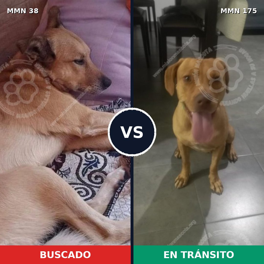 Comparativa MMS 124: mascota perdida y mascota encontrada, 84% de similitud