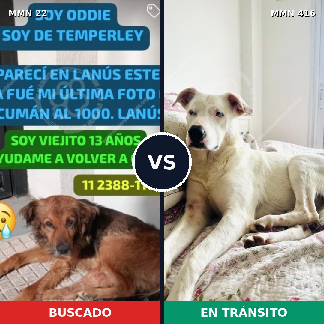 Comparativa MMS 1240: mascota perdida y mascota encontrada, 58% de similitud