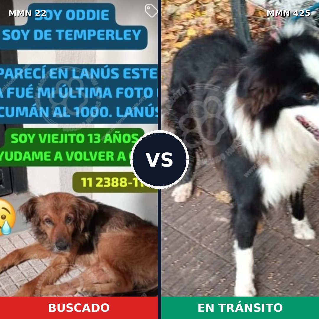 Comparativa MMS 1242: mascota perdida y mascota encontrada, 62% de similitud