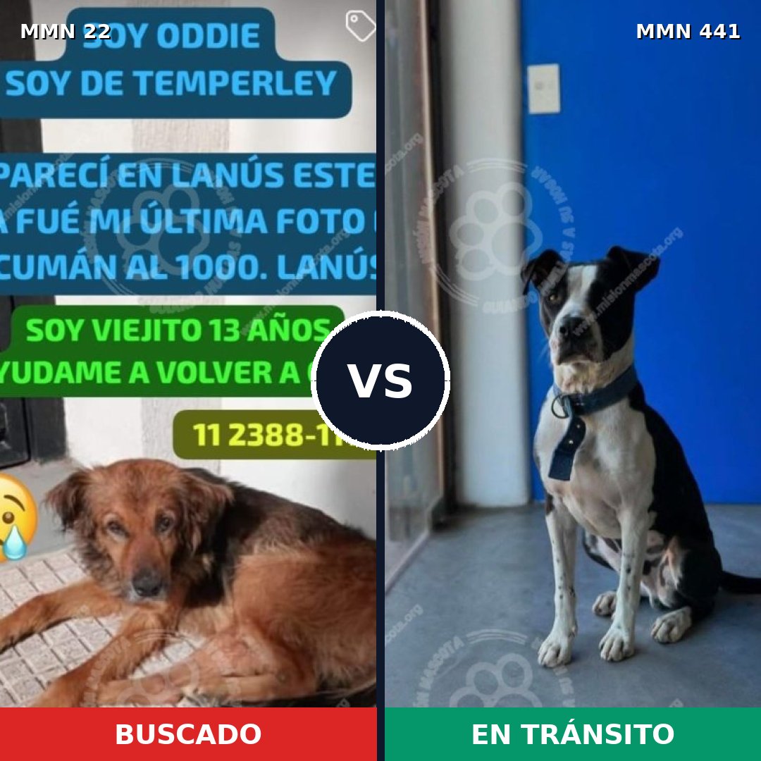 Comparativa MMS 1243: mascota perdida y mascota encontrada, 58% de similitud