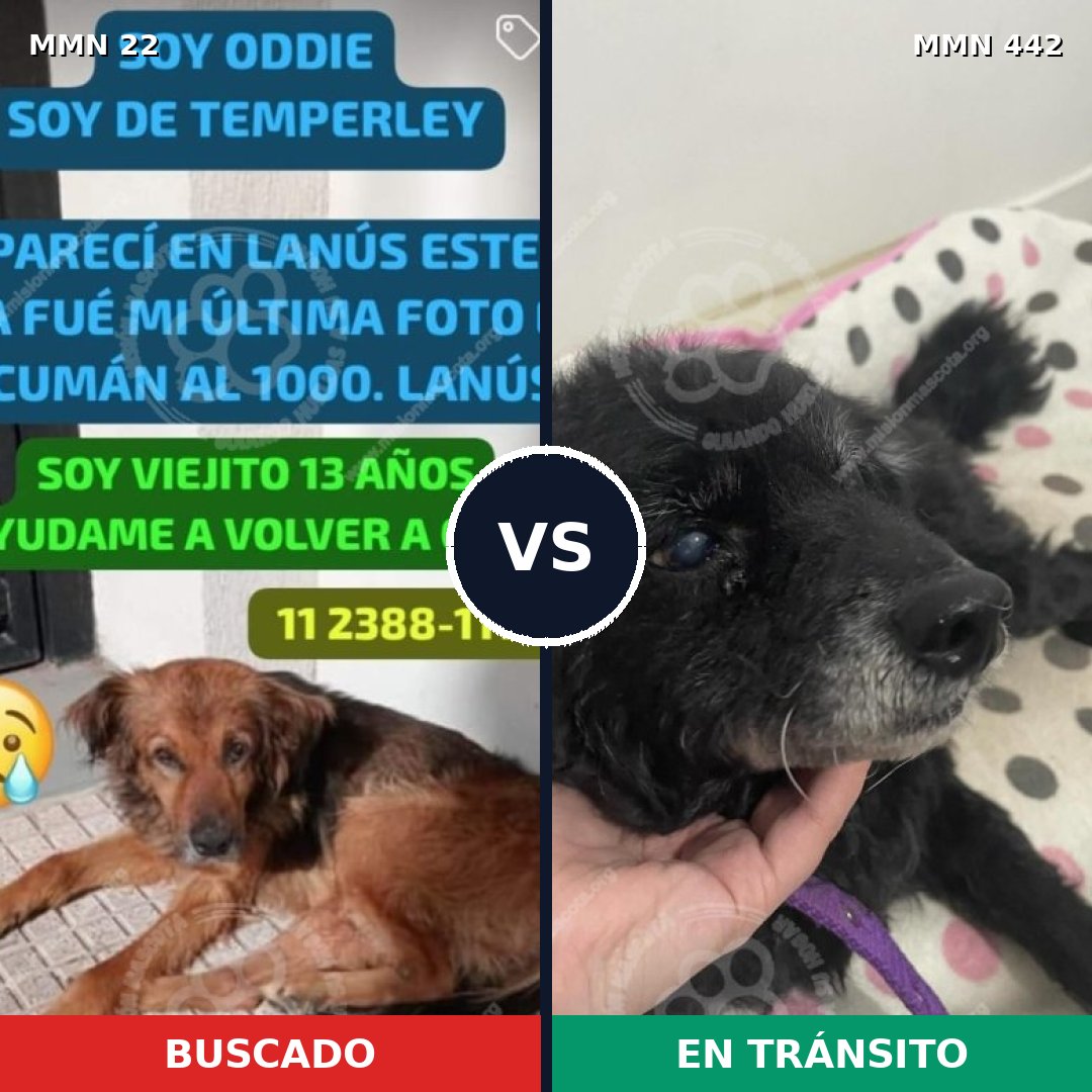Comparativa MMS 1244: mascota perdida y mascota encontrada, 73% de similitud