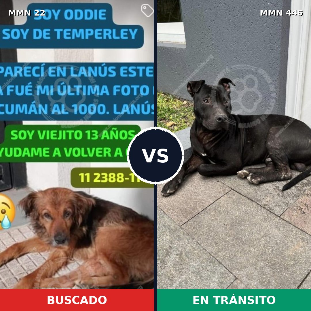 Comparativa MMS 1245: mascota perdida y mascota encontrada, 70% de similitud
