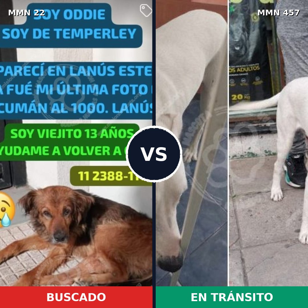Comparativa MMS 1246: mascota perdida y mascota encontrada, 70% de similitud
