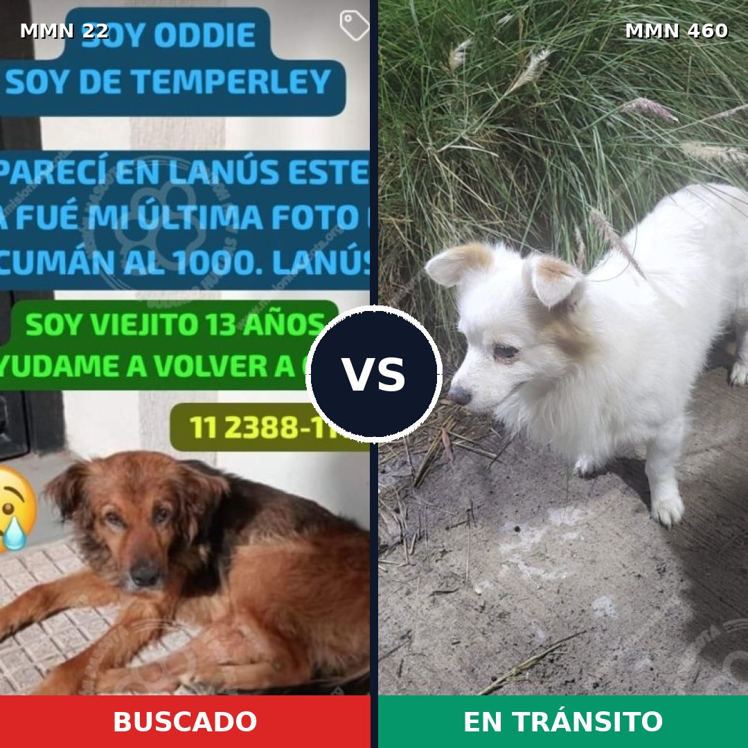 Comparativa MMS 1247: mascota perdida y mascota encontrada, 56% de similitud