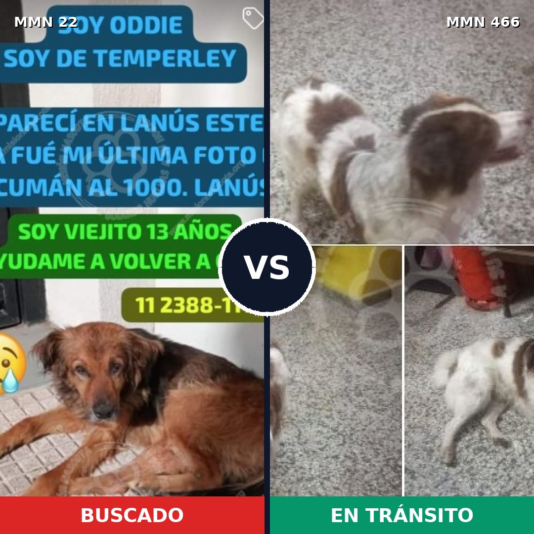 Comparativa MMS 1248: mascota perdida y mascota encontrada, 72% de similitud