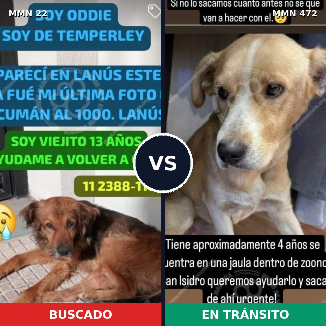 Comparativa MMS 1249: mascota perdida y mascota encontrada, 66% de similitud