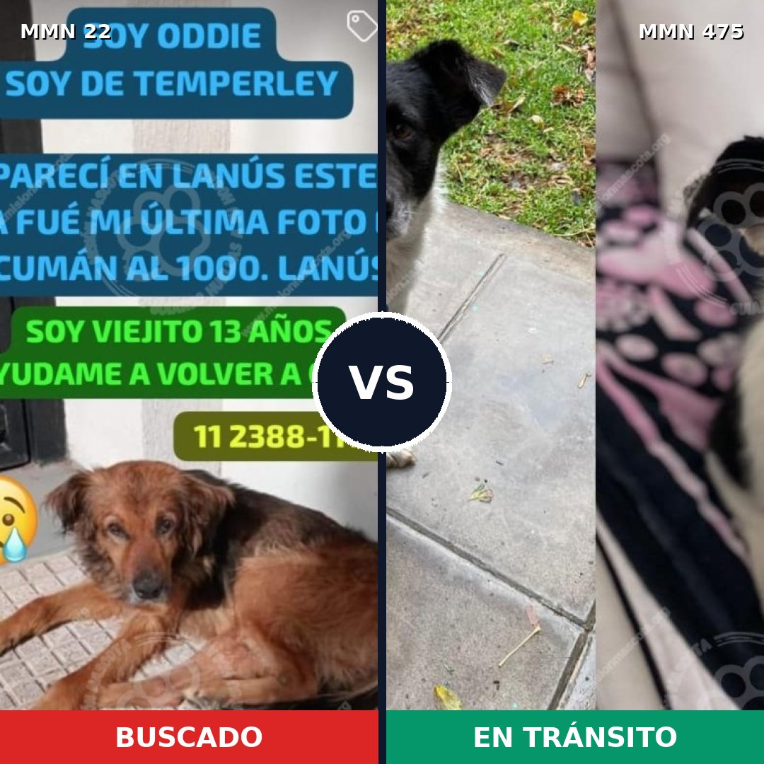 Comparativa MMS 1250: mascota perdida y mascota encontrada, 70% de similitud