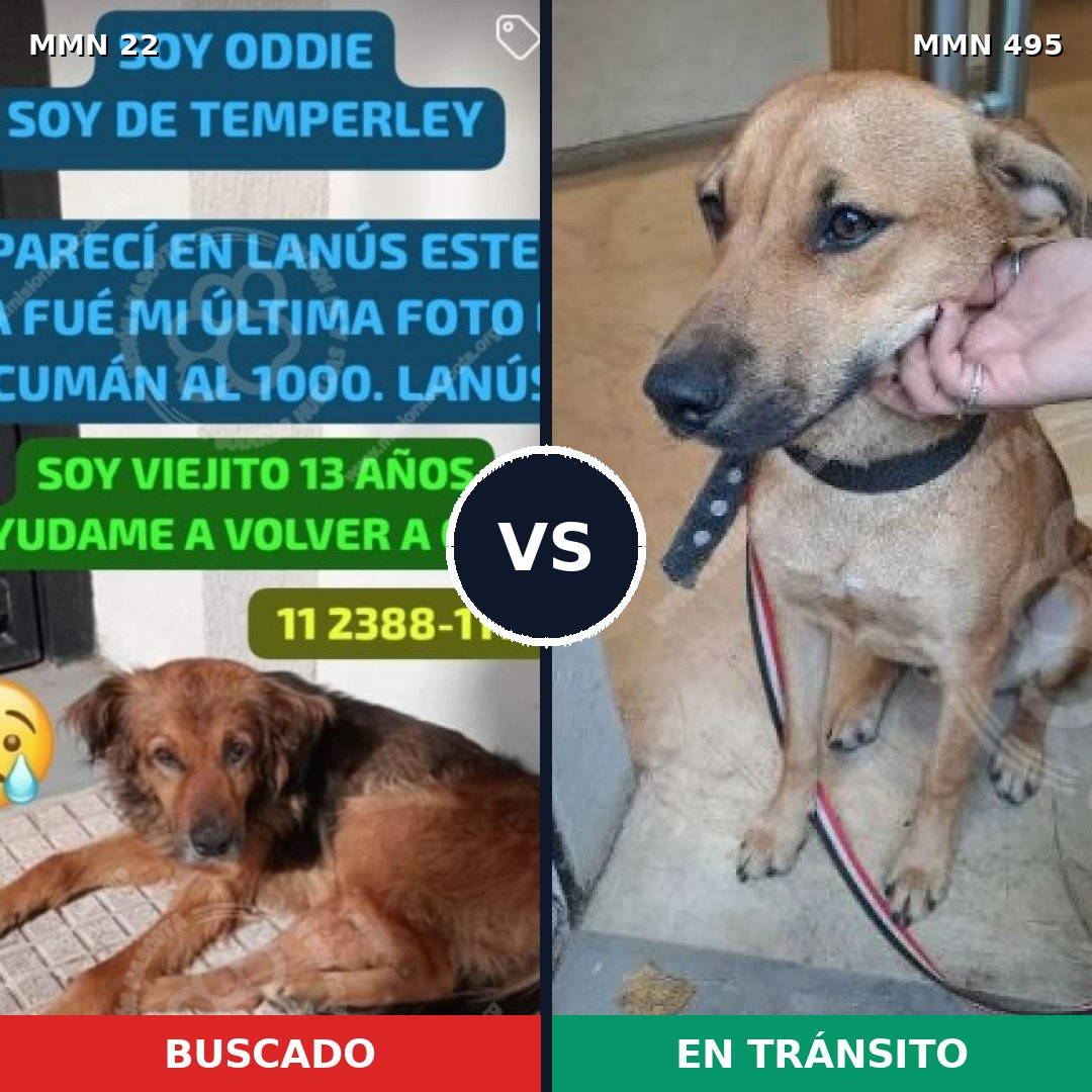 Comparativa MMS 1252: mascota perdida y mascota encontrada, 66% de similitud