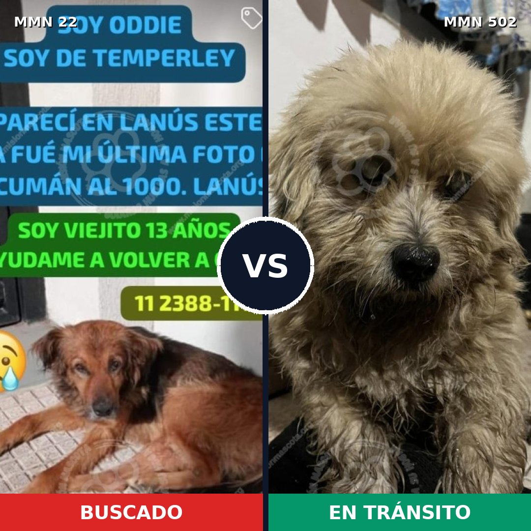 Comparativa MMS 1253: mascota perdida y mascota encontrada, 56% de similitud