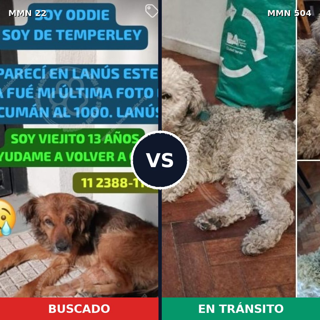 Comparativa MMS 1254: mascota perdida y mascota encontrada, 35% de similitud