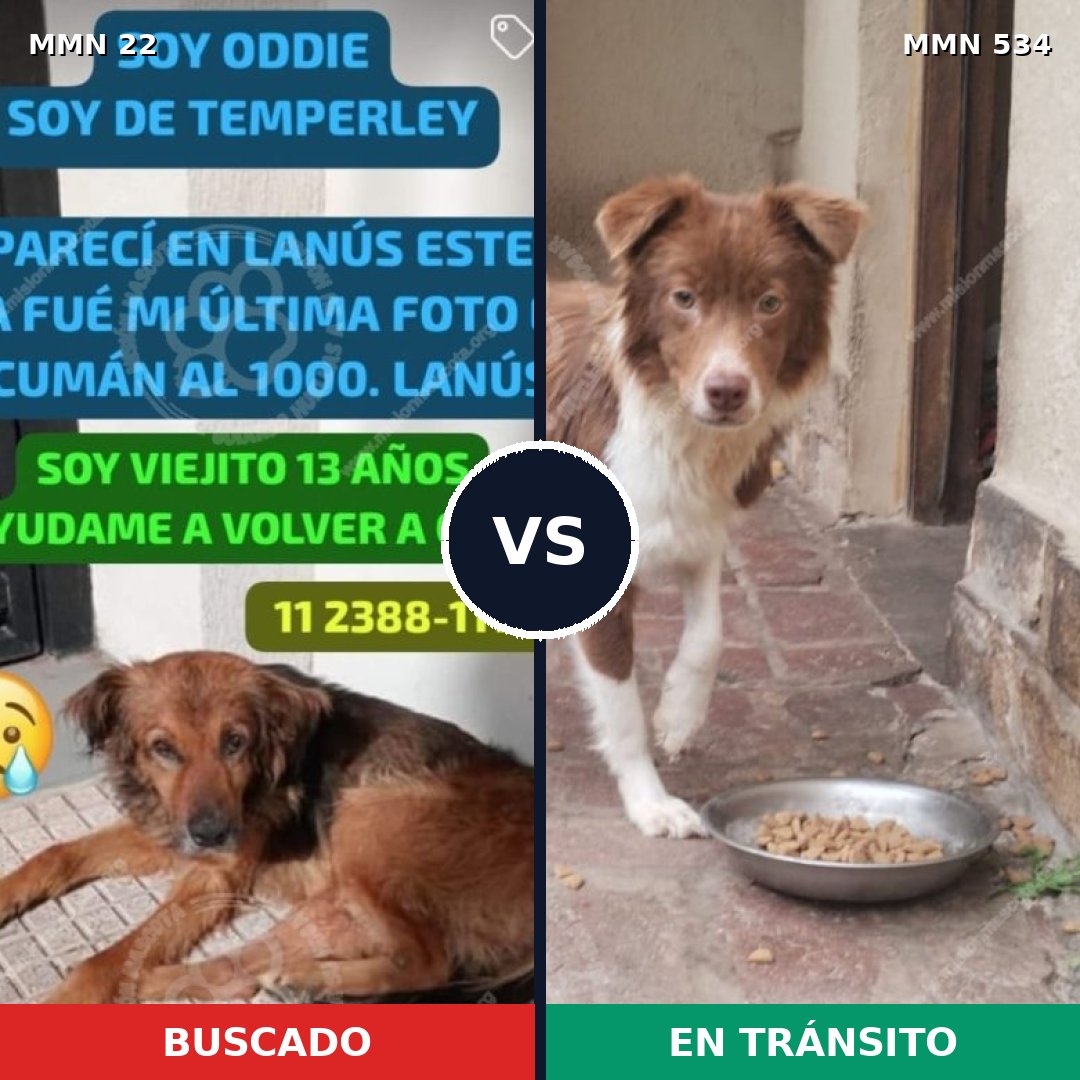 Comparativa MMS 1256: mascota perdida y mascota encontrada, 72% de similitud
