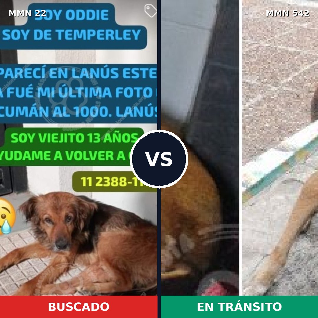 Comparativa MMS 1257: mascota perdida y mascota encontrada, 65% de similitud