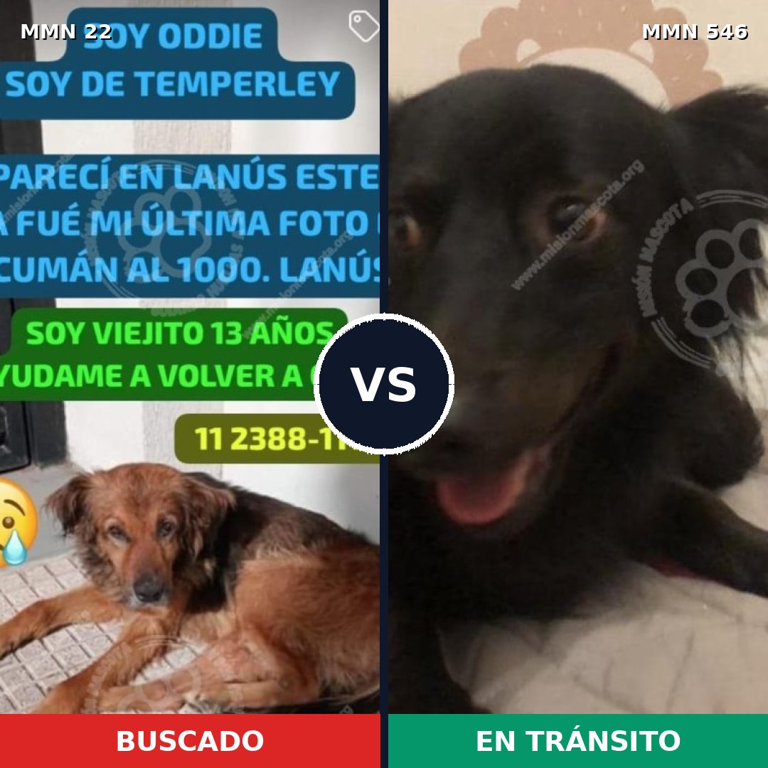 Comparativa MMS 1258: mascota perdida y mascota encontrada, 60% de similitud