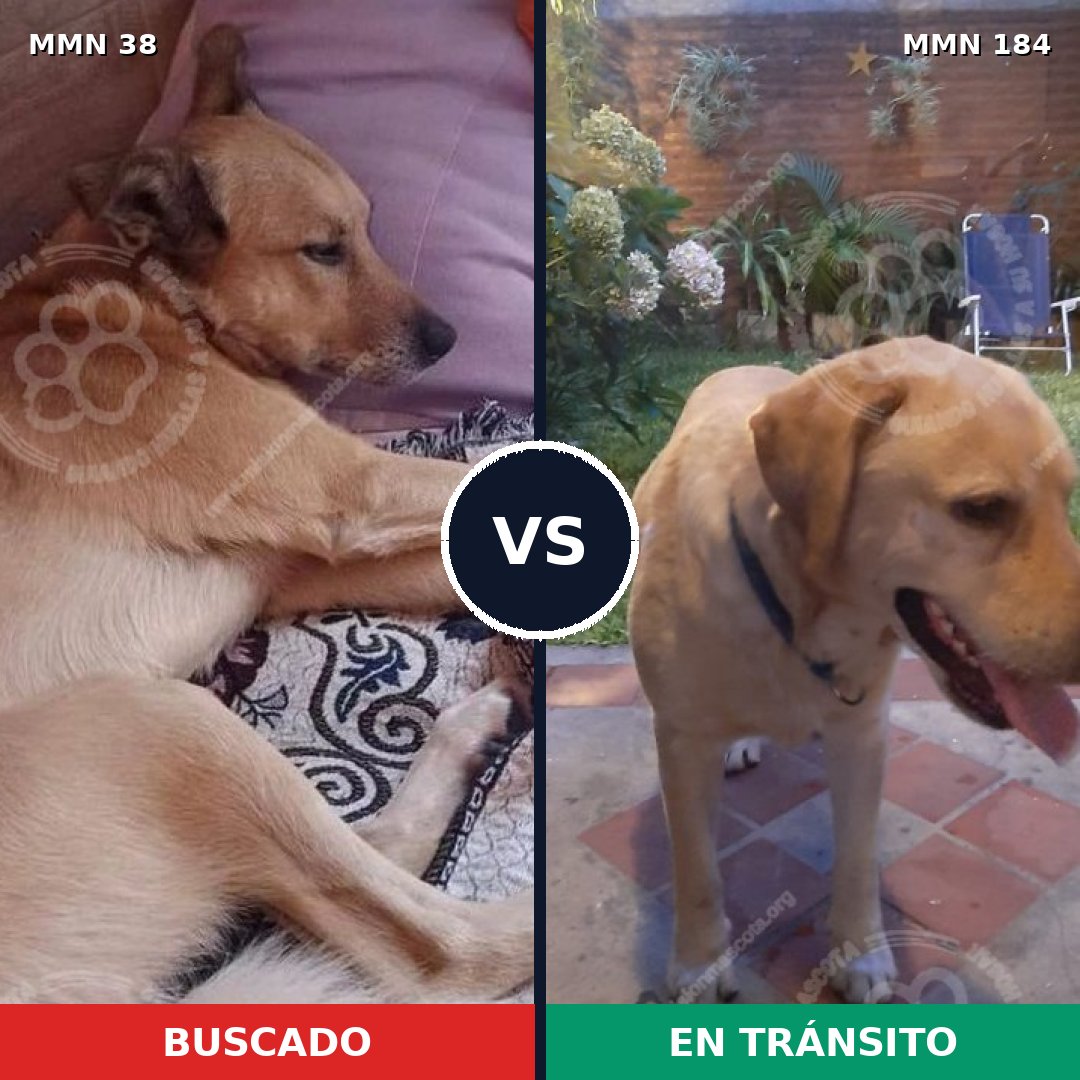 Comparativa MMS 126: mascota perdida y mascota encontrada, 63% de similitud