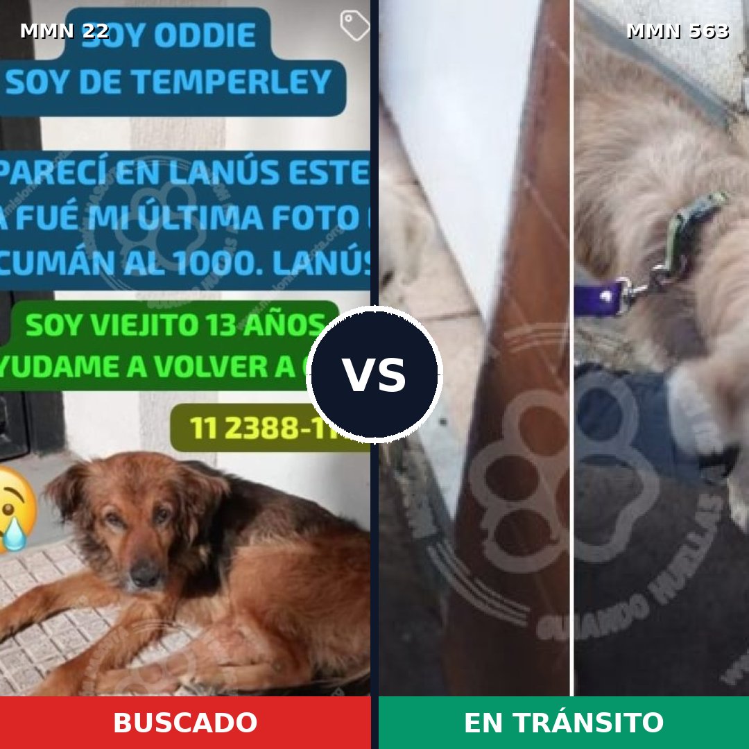 Comparativa MMS 1260: mascota perdida y mascota encontrada, 37% de similitud