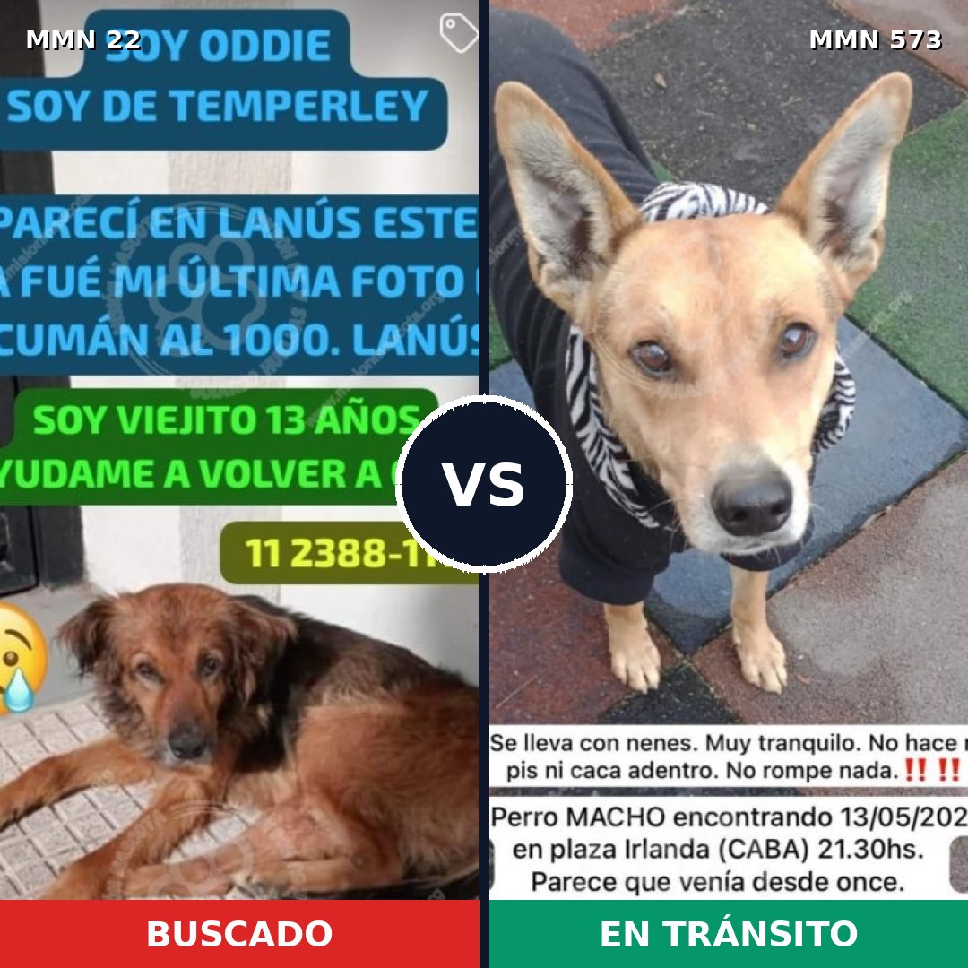Comparativa MMS 1261: mascota perdida y mascota encontrada, 70% de similitud