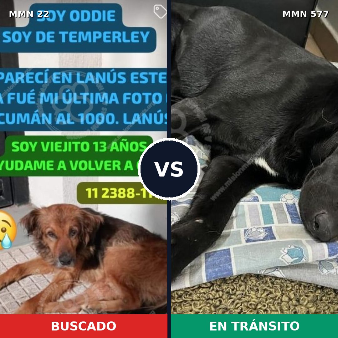 Comparativa MMS 1262: mascota perdida y mascota encontrada, 73% de similitud