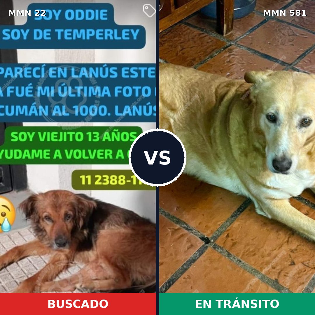 Comparativa MMS 1263: mascota perdida y mascota encontrada, 55% de similitud