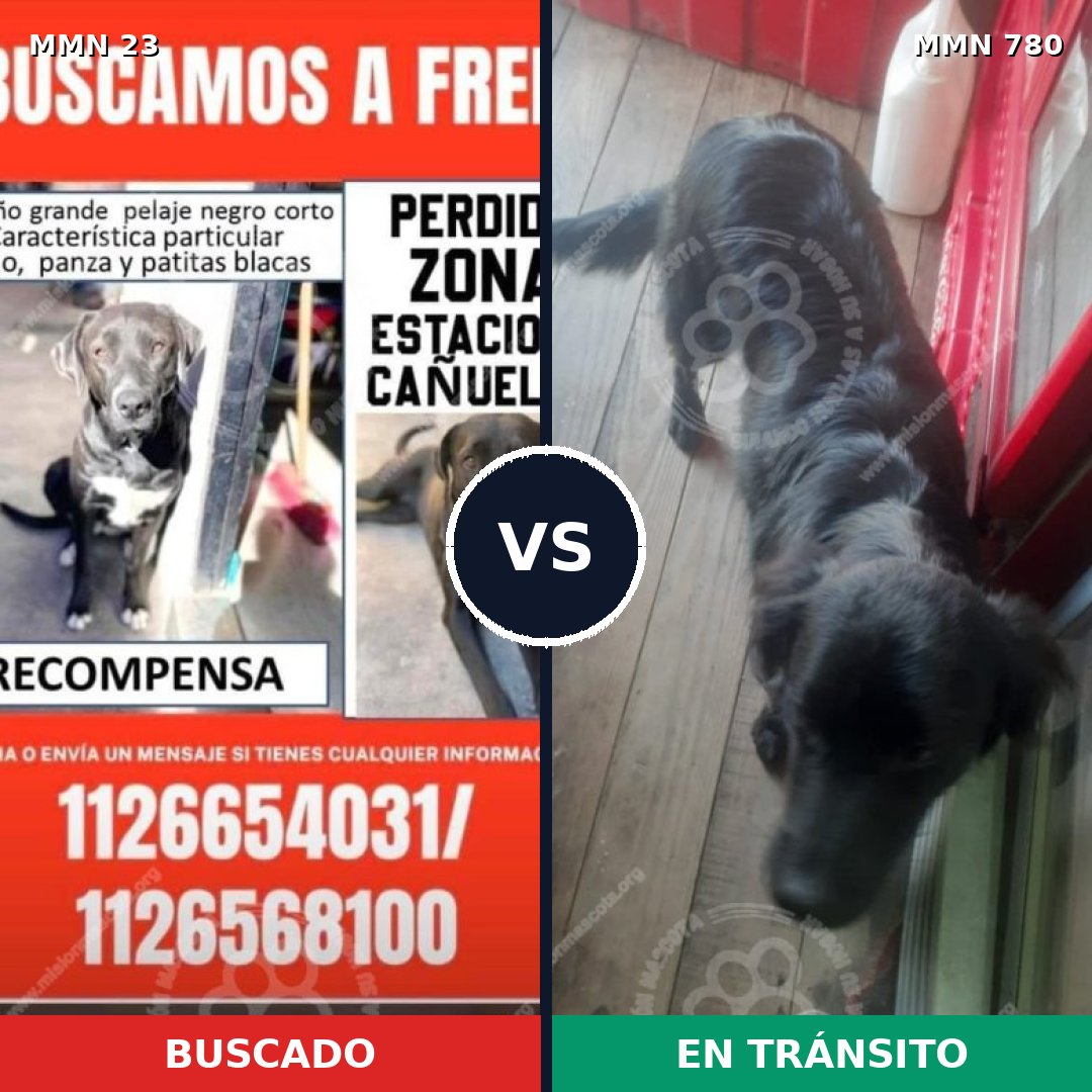 Comparativa MMS 12634: mascota perdida y mascota encontrada, 53% de similitud