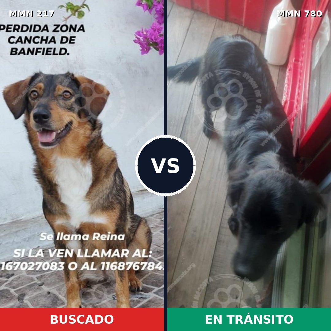 Comparativa MMS 12636: mascota perdida y mascota encontrada, 70% de similitud