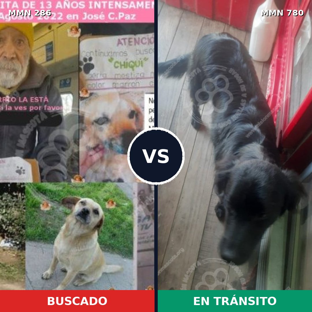Comparativa MMS 12637: mascota perdida y mascota encontrada, 45% de similitud