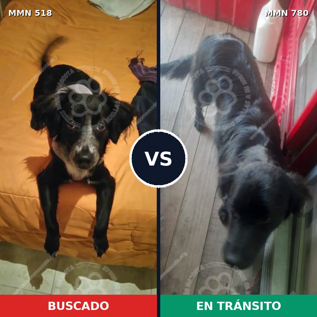 Comparativa MMS 12638: mascota perdida y mascota encontrada, 65% de similitud