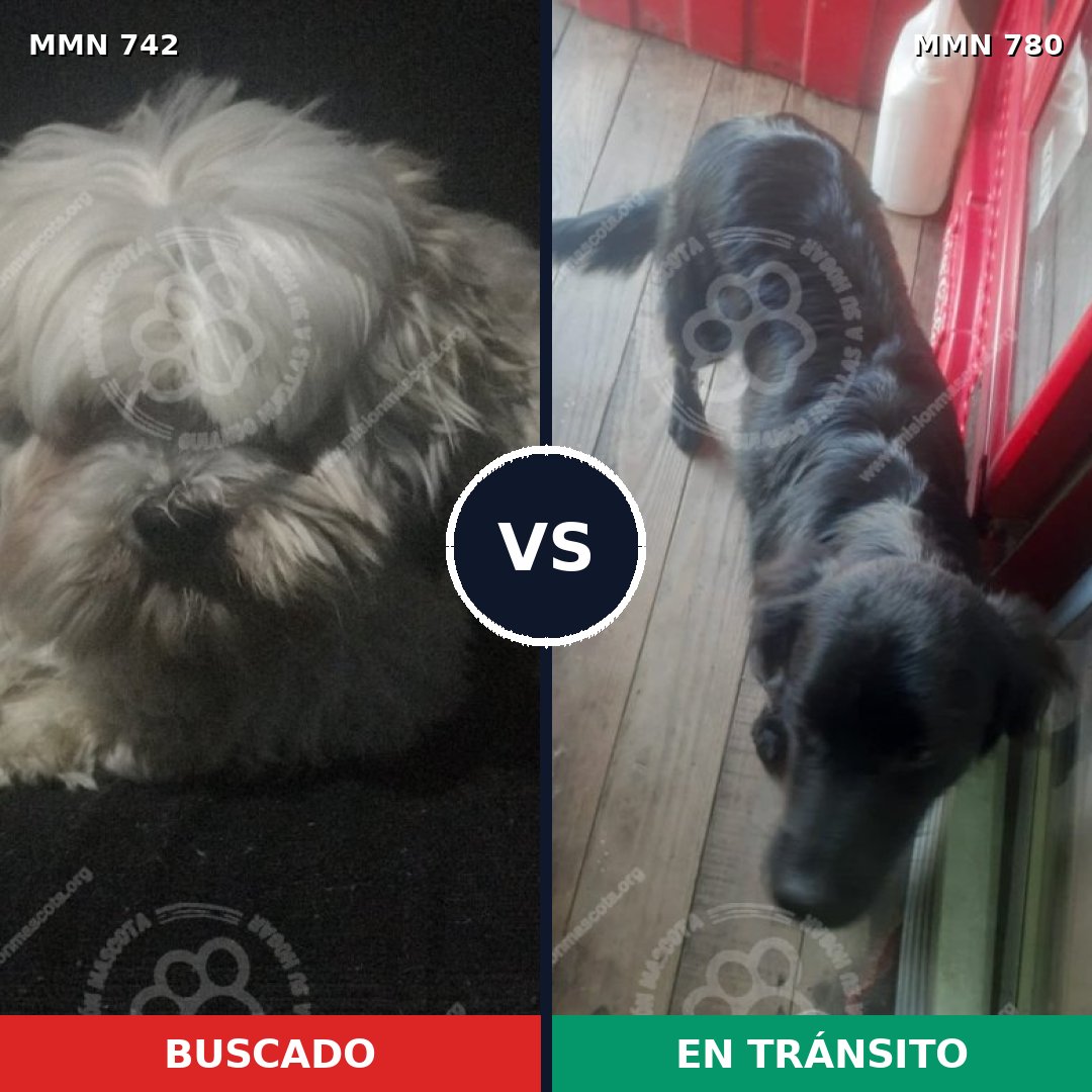 Comparativa MMS 12639: mascota perdida y mascota encontrada, 23% de similitud