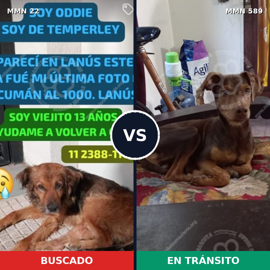 Comparativa MMS 1264: mascota perdida y mascota encontrada, 54% de similitud