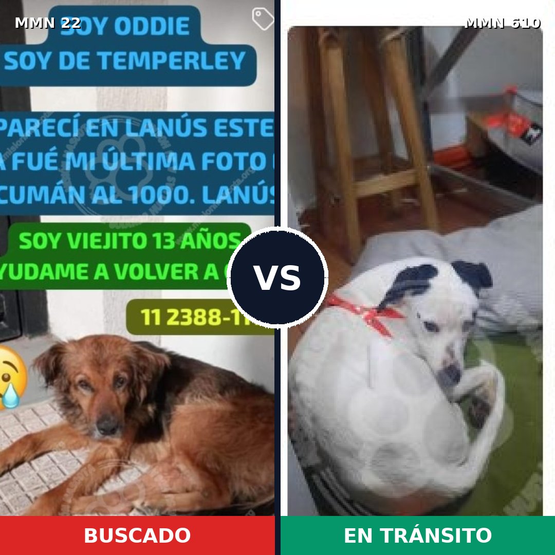 Comparativa MMS 1265: mascota perdida y mascota encontrada, 74% de similitud
