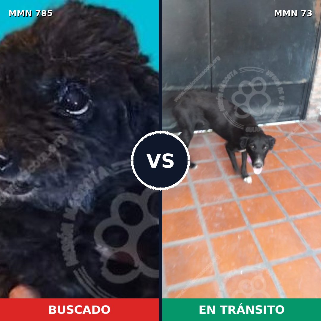Comparativa MMS 12656: mascota perdida y mascota encontrada, 26% de similitud