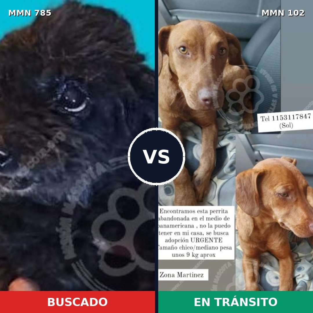 Comparativa MMS 12657: mascota perdida y mascota encontrada, 2% de similitud