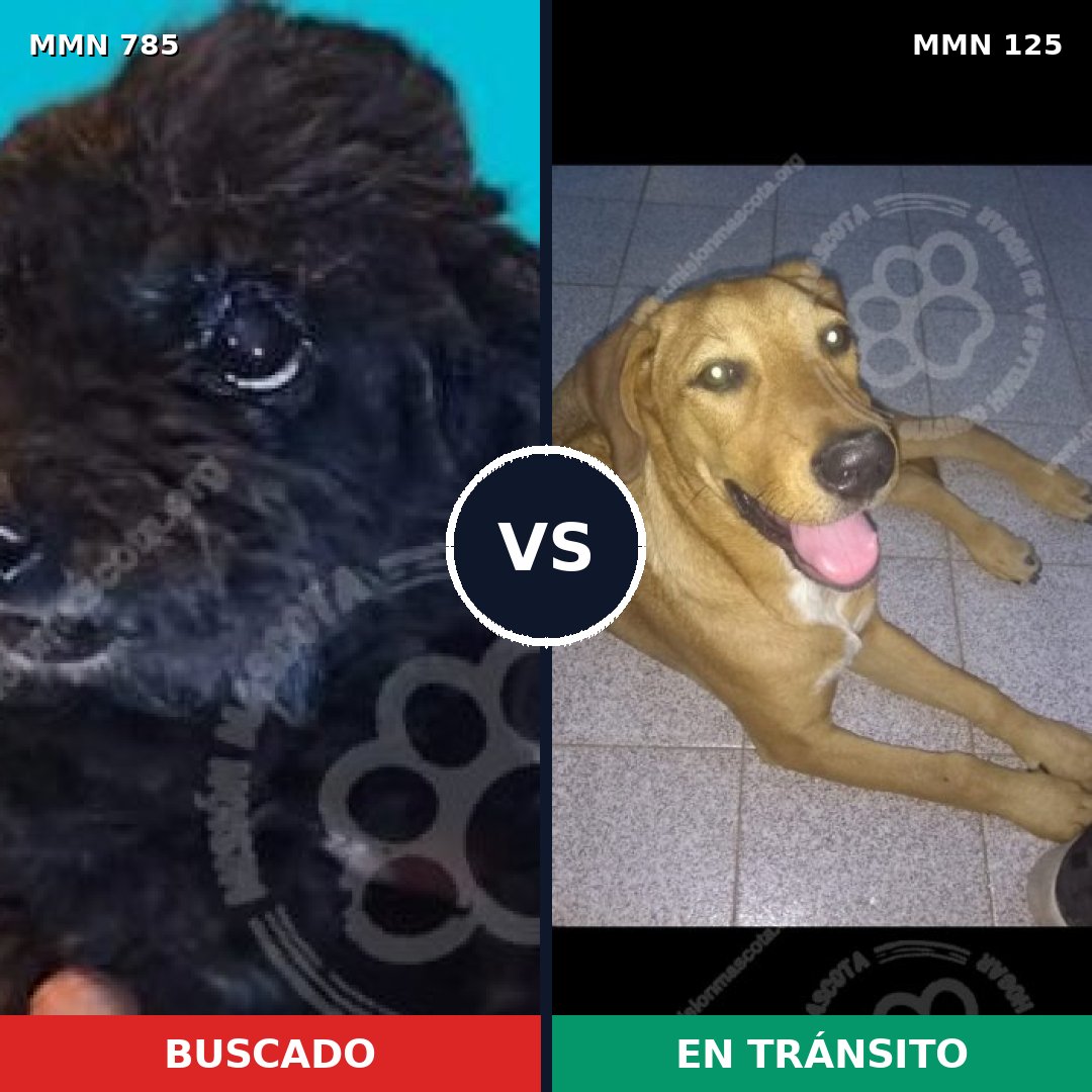 Comparativa MMS 12658: mascota perdida y mascota encontrada, 2% de similitud