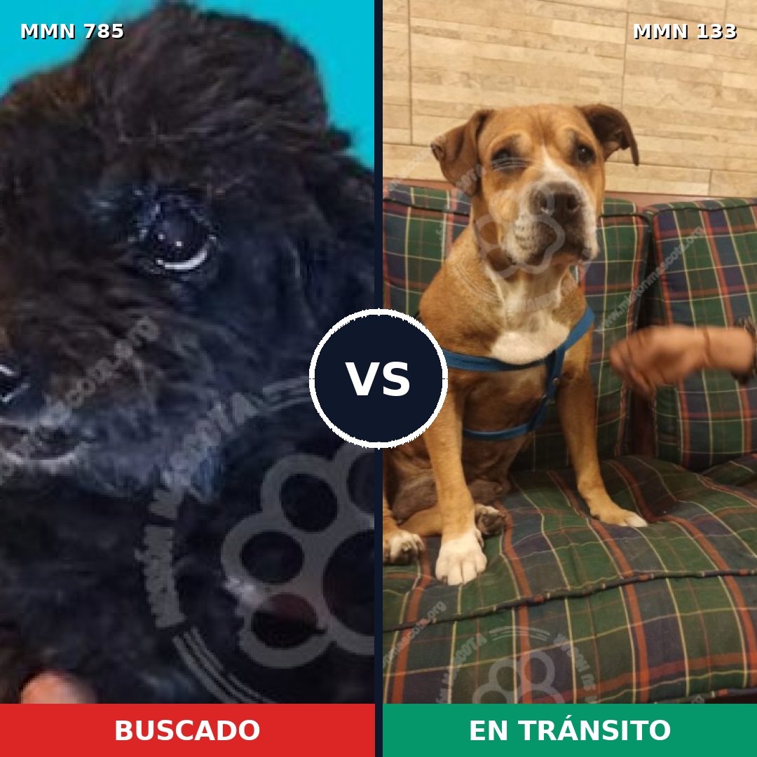 Comparativa MMS 12659: mascota perdida y mascota encontrada, 6% de similitud