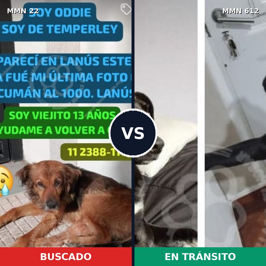 Comparativa MMS 1266: mascota perdida y mascota encontrada, 71% de similitud