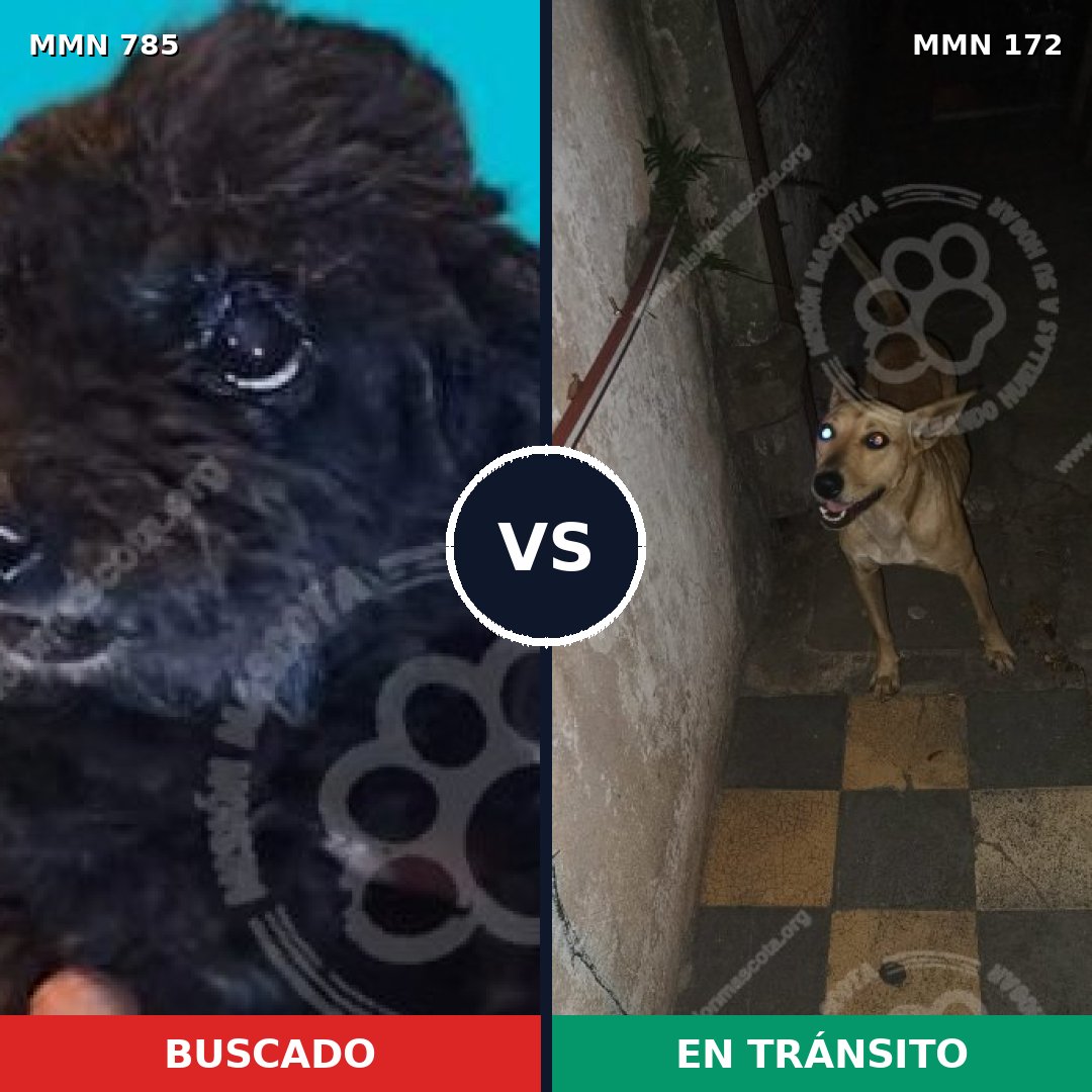 Comparativa MMS 12660: mascota perdida y mascota encontrada, 2% de similitud
