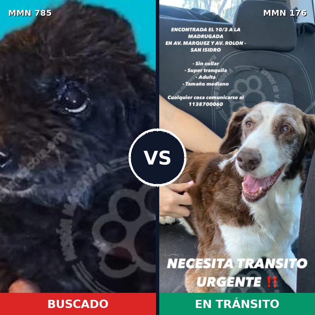 Comparativa MMS 12662: mascota perdida y mascota encontrada, 7% de similitud