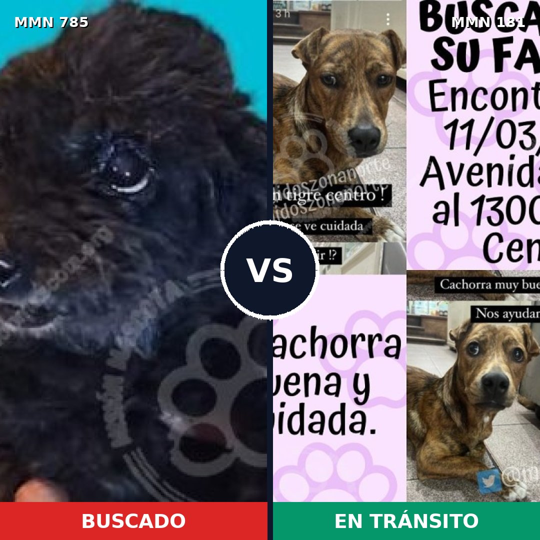 Comparativa MMS 12664: mascota perdida y mascota encontrada, 2% de similitud